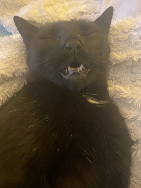 To ask me to show me your cat