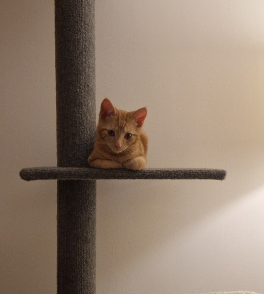 Rescue cats, show me yours!