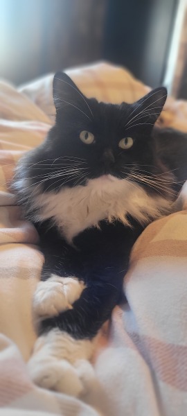 Black and white cats. (pics please!)