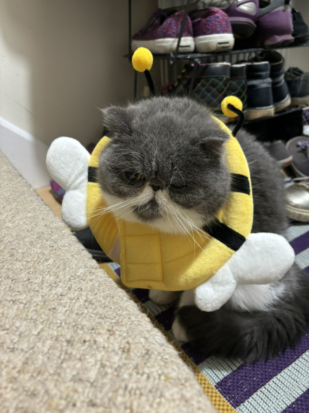 Alternative to buster collar