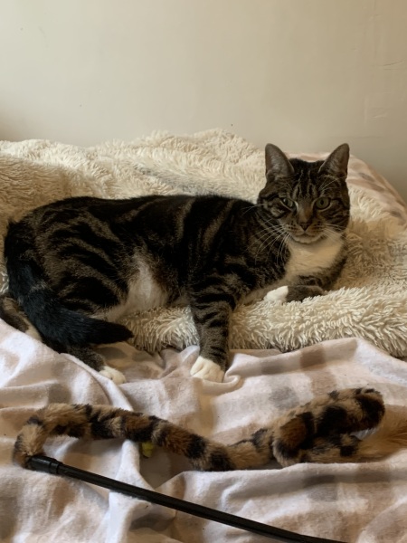 What do you feed your cats?