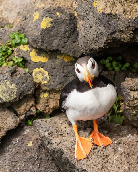 The Bluestocking: the one where AI finally learns what a blackbird is (we hope)