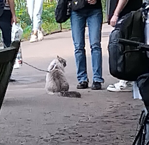 Cat walking off lead