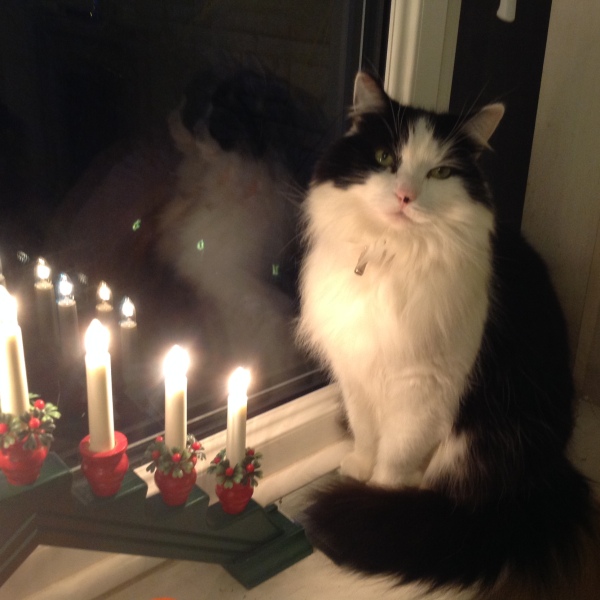 Black and white cats. (pics please!)