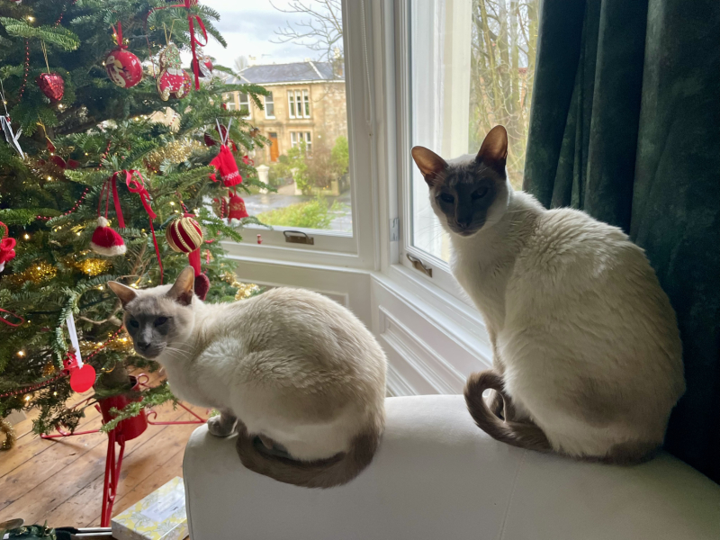 Thread 15 Starmer - Nolite te bastardes carborundorum