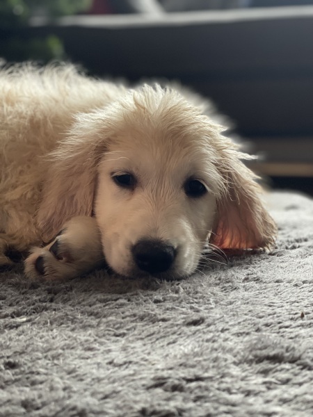 Dog hair on stairs - dull thread alert