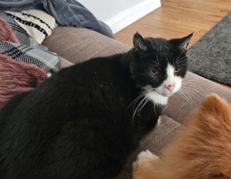 Black and white cats. (pics please!)