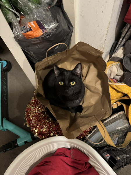 Black and white cats. (pics please!)