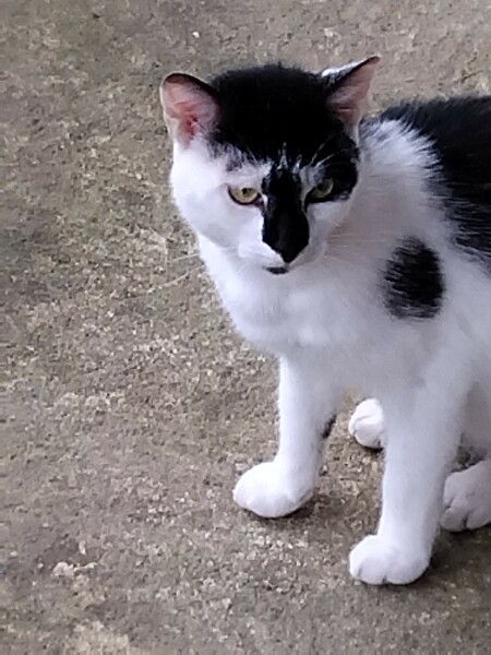 Black and white cats. (pics please!)