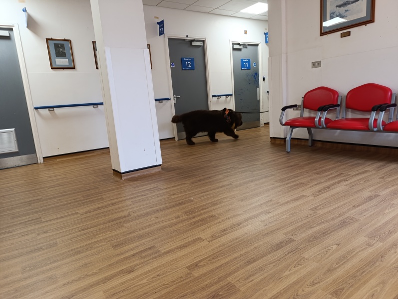 Newfoundland dog in hospital - whatever next?