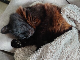 Rescue cats, show me yours!