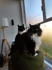Black and white cats. (pics please!)