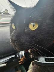 Black cat appreciation (pics please)