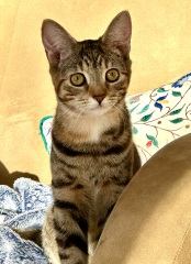 Rescue cats, show me yours!