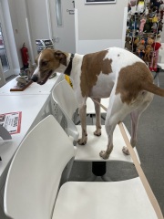 To think some dogs can actually pick human language?