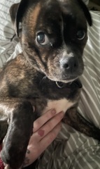 To think some dogs can actually pick human language?