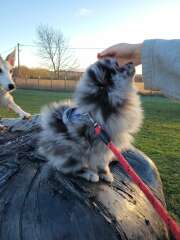 Puppy Survival Thread for New and Old Pups - here comes winter 2024