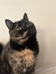 Anyone got a tortie?