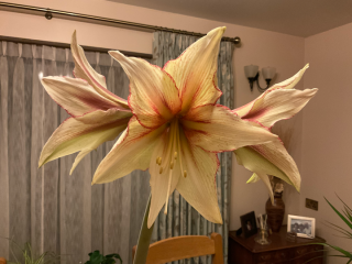 Why isn't my Amaryllis flowering