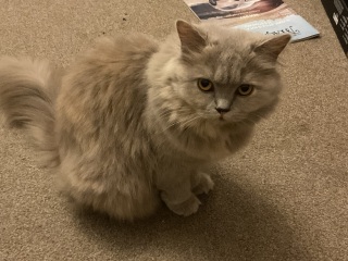 Which breed indoor cat please?