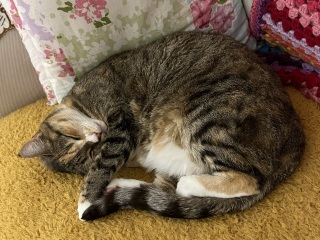 Ring Out, Wild Bells! As 2025 approaches, the Excellent Cats raise their game with a discussion on Tennyson's poetry