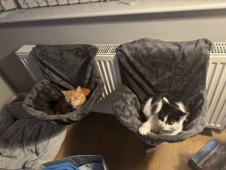 Ring Out, Wild Bells! As 2025 approaches, the Excellent Cats raise their game with a discussion on Tennyson's poetry