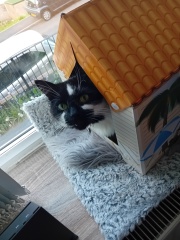 Black and white cats. (pics please!)