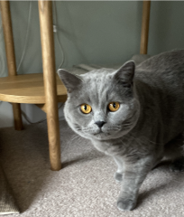 What Little Greene paint to go with my ugly carpet