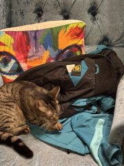 Pampered, Persian, Princess Penelope