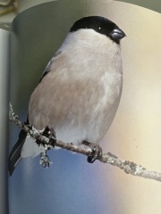 What is this bird?