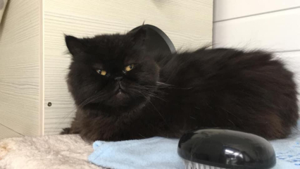 Rescue cats, show me yours!