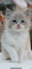 Ragdoll kittens
