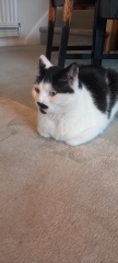Rescue cats, show me yours!