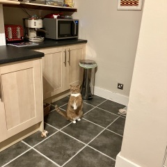 Cat suddenly doing meercat stretching