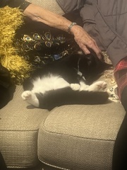 Black and white cats. (pics please!)