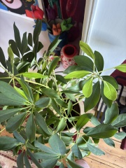 Dwarf Umbrella tree question