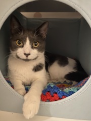 Rescue cats, show me yours!