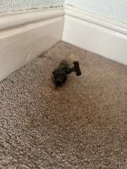 Pipe coming out of floor -1930’s