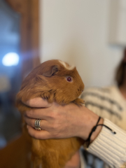 Shit... 99% sure Guinea Pig is pregnant