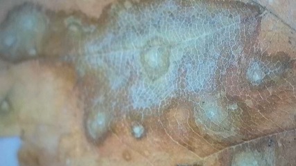 Any Witches here? Part 20