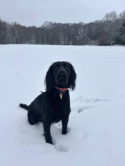 Adolescent Dog Survival Thread - Bark the Herald, furry angels sing!