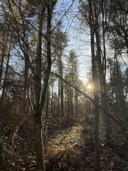 The Nigel Slater Christmas Chronicles Readalong 2024 Part 3