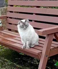 Ring Out, Wild Bells! As 2025 approaches, the Excellent Cats raise their game with a discussion on Tennyson's poetry