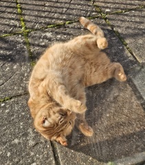 Lap dances, strippers and punch-ups - the Excellent Cats arrange a stag party