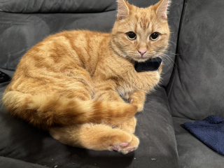 Ring Out, Wild Bells! As 2025 approaches, the Excellent Cats raise their game with a discussion on Tennyson's poetry