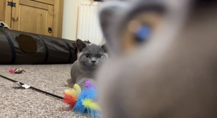 Tried to take a pic of my cats