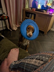 Adolescent Dog Survival Thread - Bark the Herald, furry angels sing!