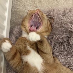 How to love a new cat - possible?