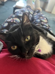 Rescue cats, show me yours!
