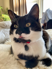 Thread 16 - TalkLair: "Well, I'm not exactly quaking in my stylish-yet-affordable boots, but there's definitely something unnatural going on here."